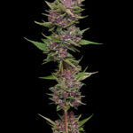 All Gas OG Autoflower Seeds