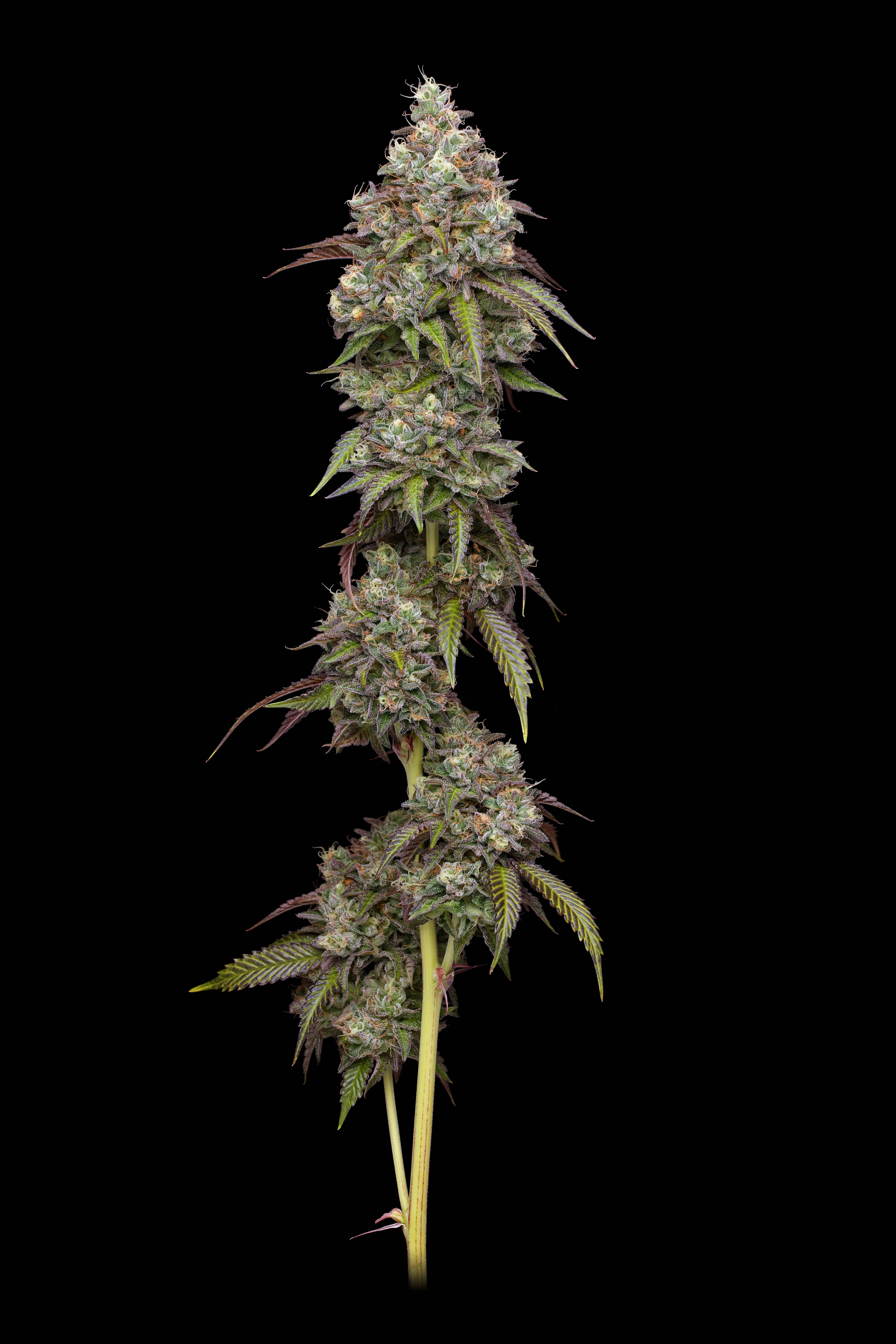 Vanilla Frosting cannabis plant top cola on black background