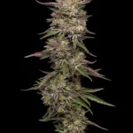 Guzzlerz Feminized Seeds