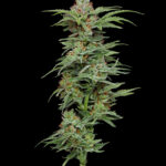 Pineapple Muffin Autoflower Seeds