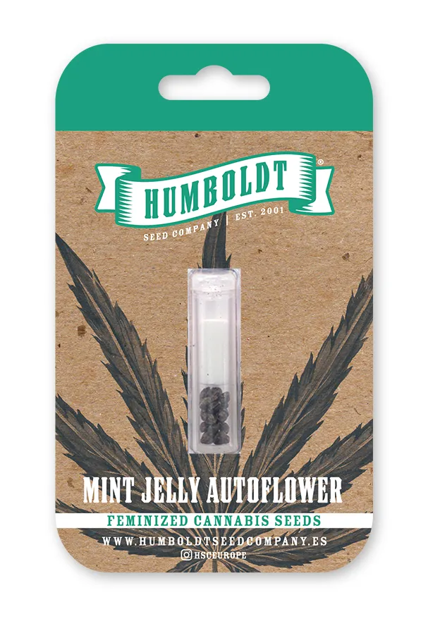 Mint Jelly Auto feminized cannabis seed pack