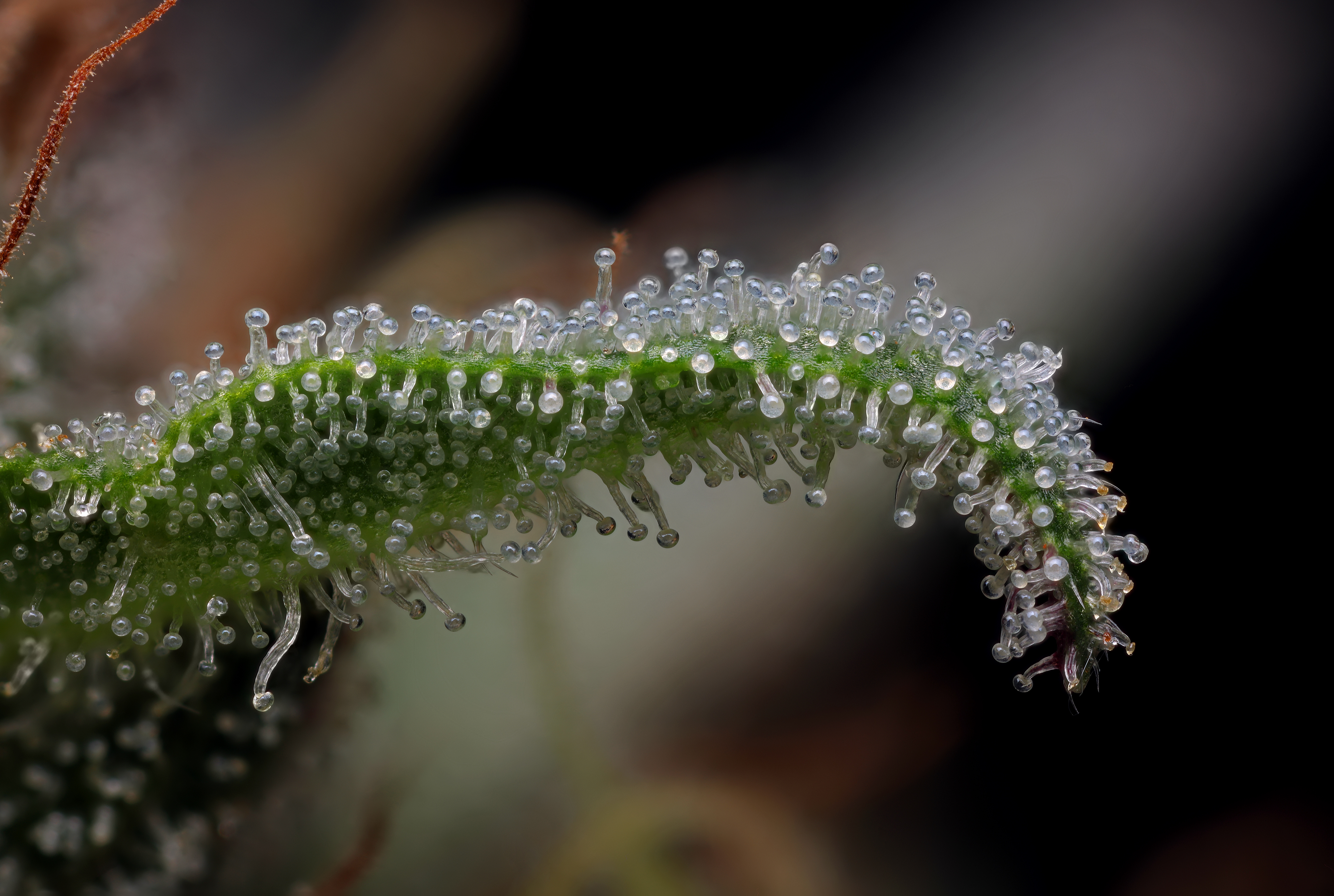 Raspberry Parfait macro cannabis plant photography under high magnification