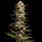 California Octane Feminized Seeds