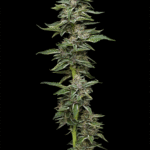 Semillas Garlic Budder