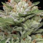 Durban Poison Autoflower Seeds