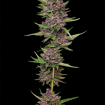 All Gas OG Feminized Seeds