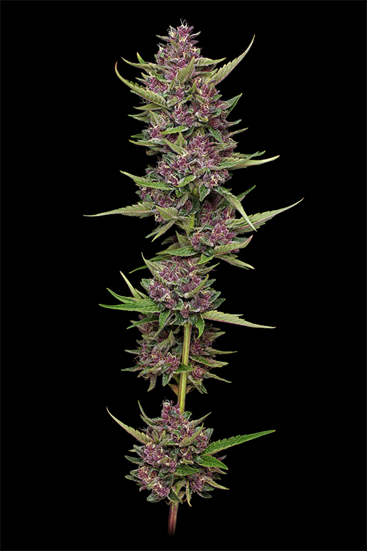 All gas Og purple cannabis plant 360 view