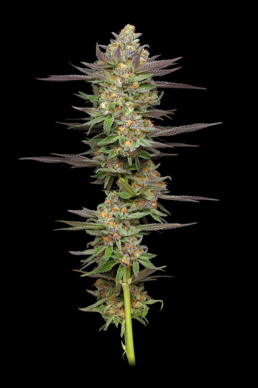 Mint Jelly Autoflower Cannabis plant on stem with leaves and buds