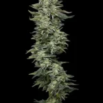 Nutter Budder Feminized Seeds