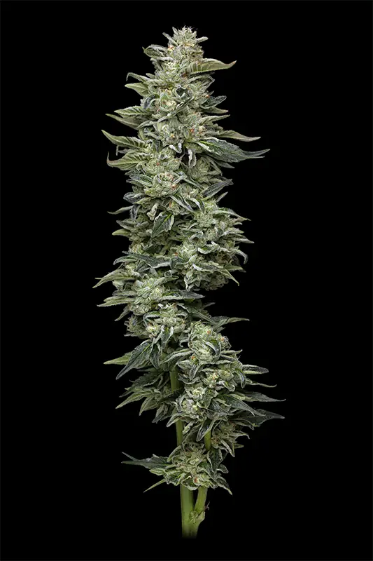 Nutter Budder Feminized Seeds