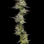Poddy Mouth Feminized Seeds