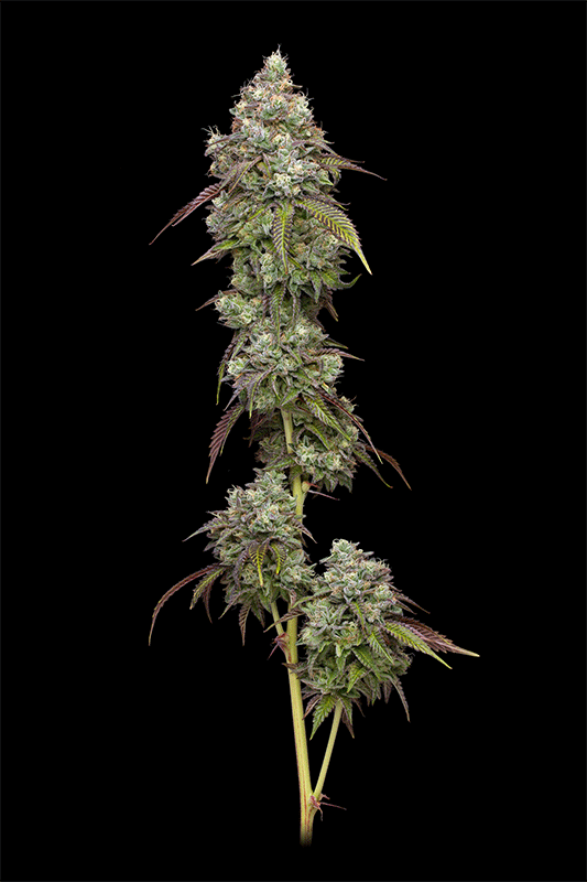 Vanilla Frosting cannabis plant 360 degree view