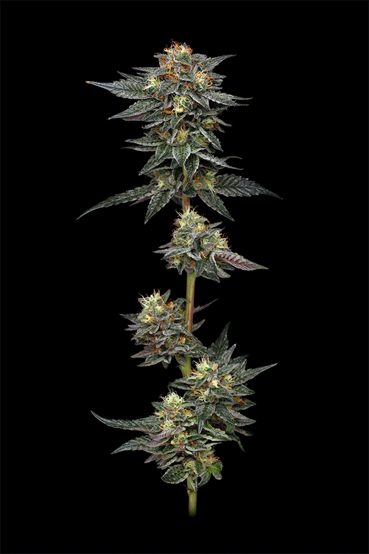 The Bling cannabis plant 360 view