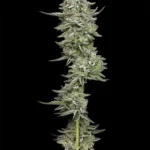 Slightly Stoopid Collie Man Kush Gefeminiseerde Zaden