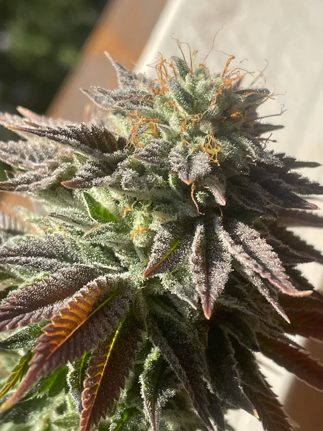 Huckleberry Hill - Huckleberries Regular live plant shot