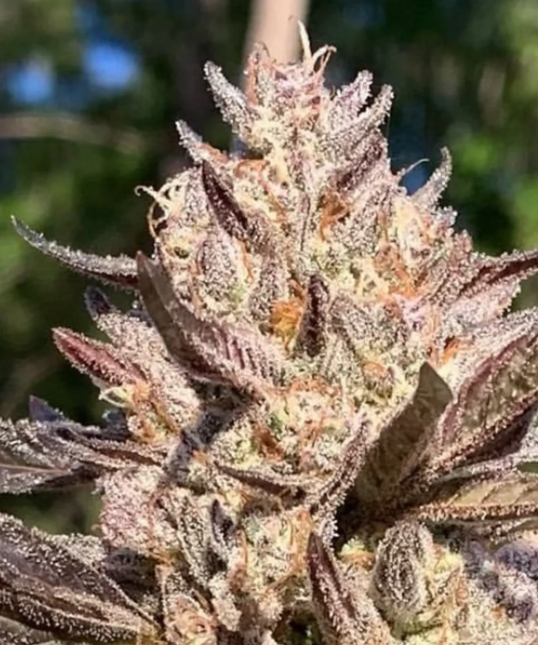 Huckleberry Hill - Amalfi Feminized nug photo