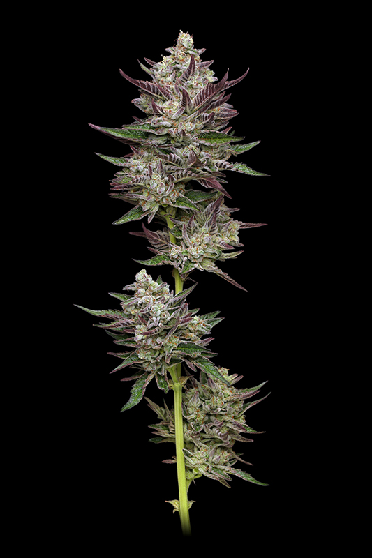 Vanilla Créme Pie cannabis plant top cola on black background