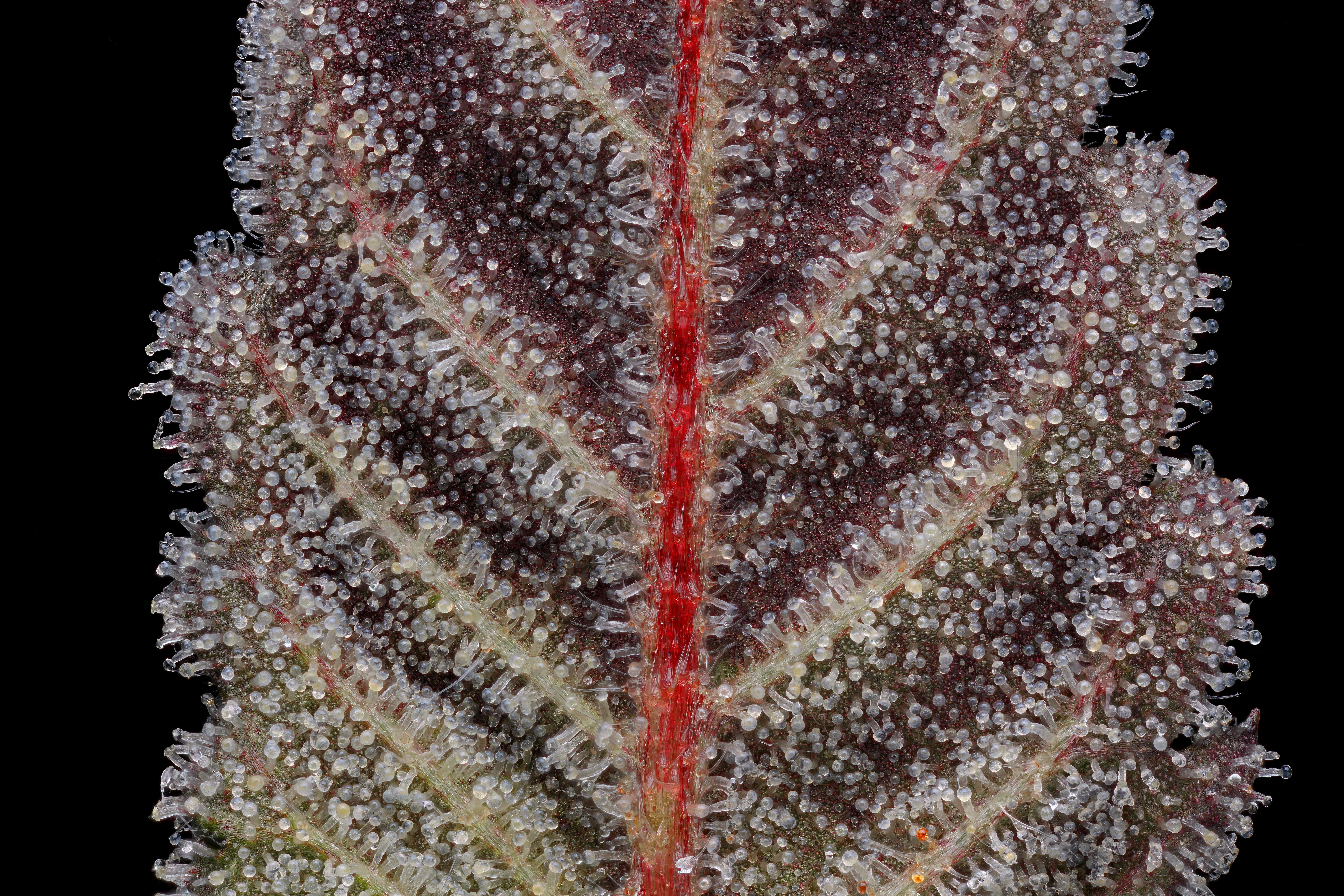 The Bling close up macro photography