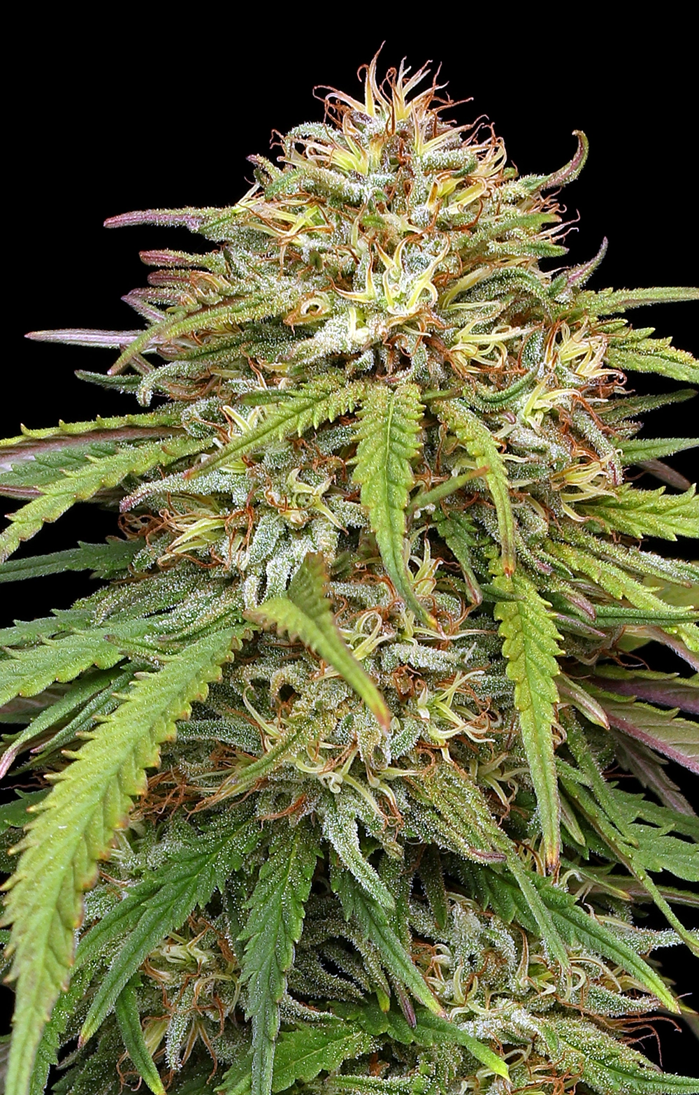 Ed's Super High Life cannabis plant photo with sugar and fan leaves