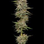 Semillas de Banana OG Autoflower