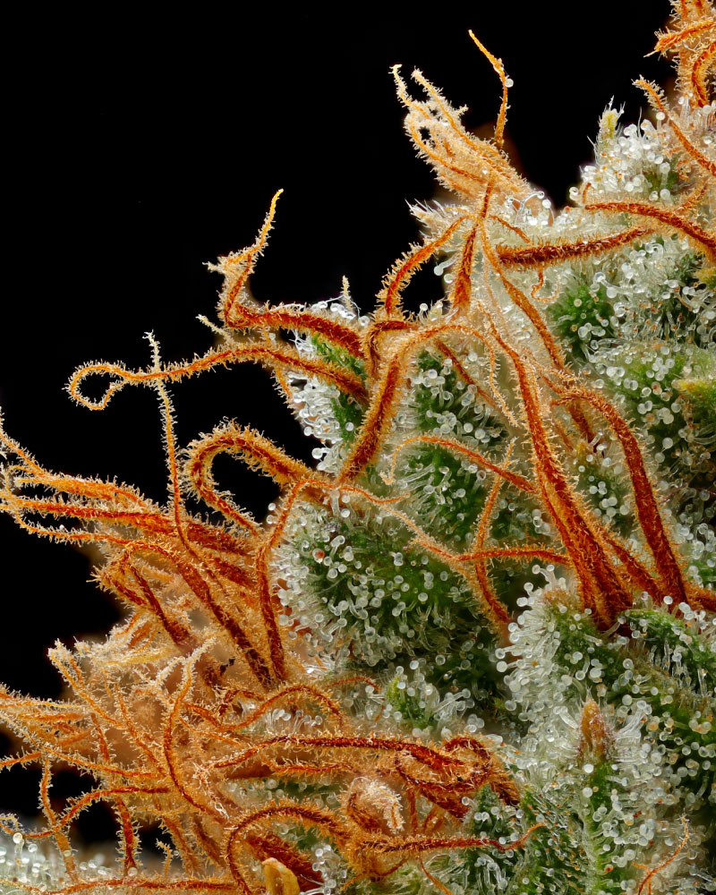 Raspberry Parfait cannabis plant photography with bright orange hairs for rich effects without photoshop