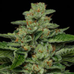 Fortune Cookie Feminized Seeds