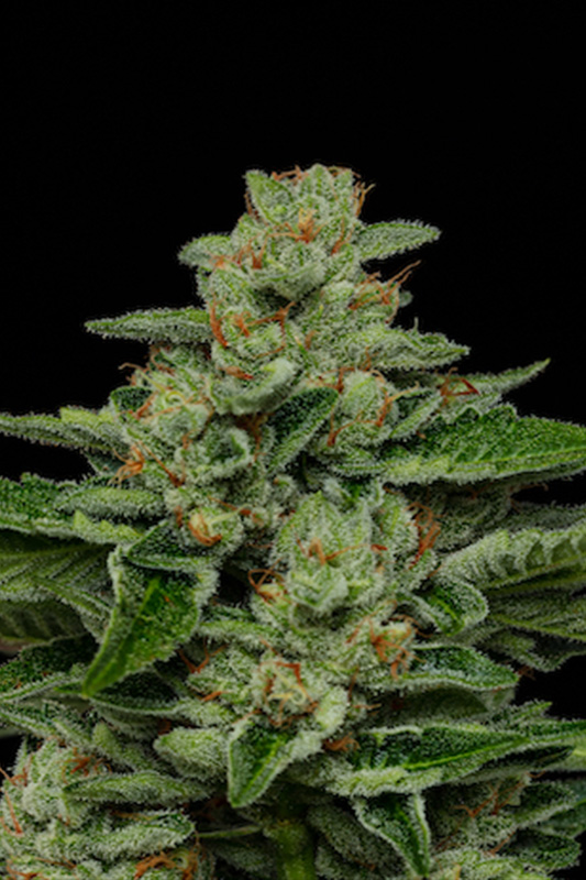 Fortune Cookie cannabis strain