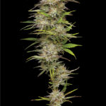 California Haze Feminized Seeds