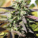 Sementes Headband Humboldt Headband