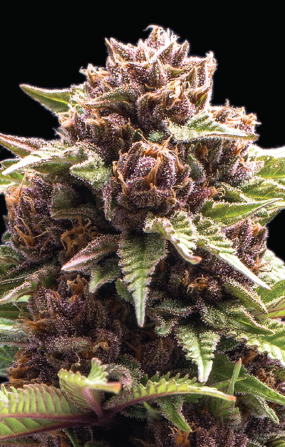 Squirt cannabis flower nug shot