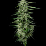 Blueberry Honey Feminized Seeds