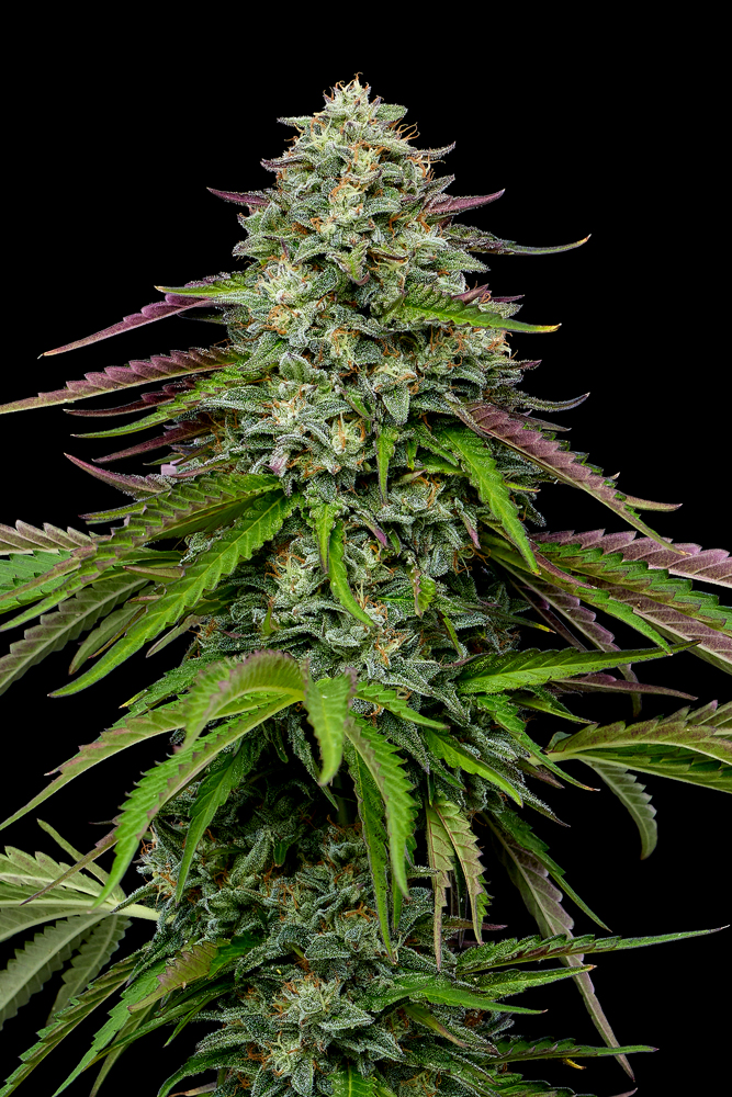 garlic budder cannabis plant top cola