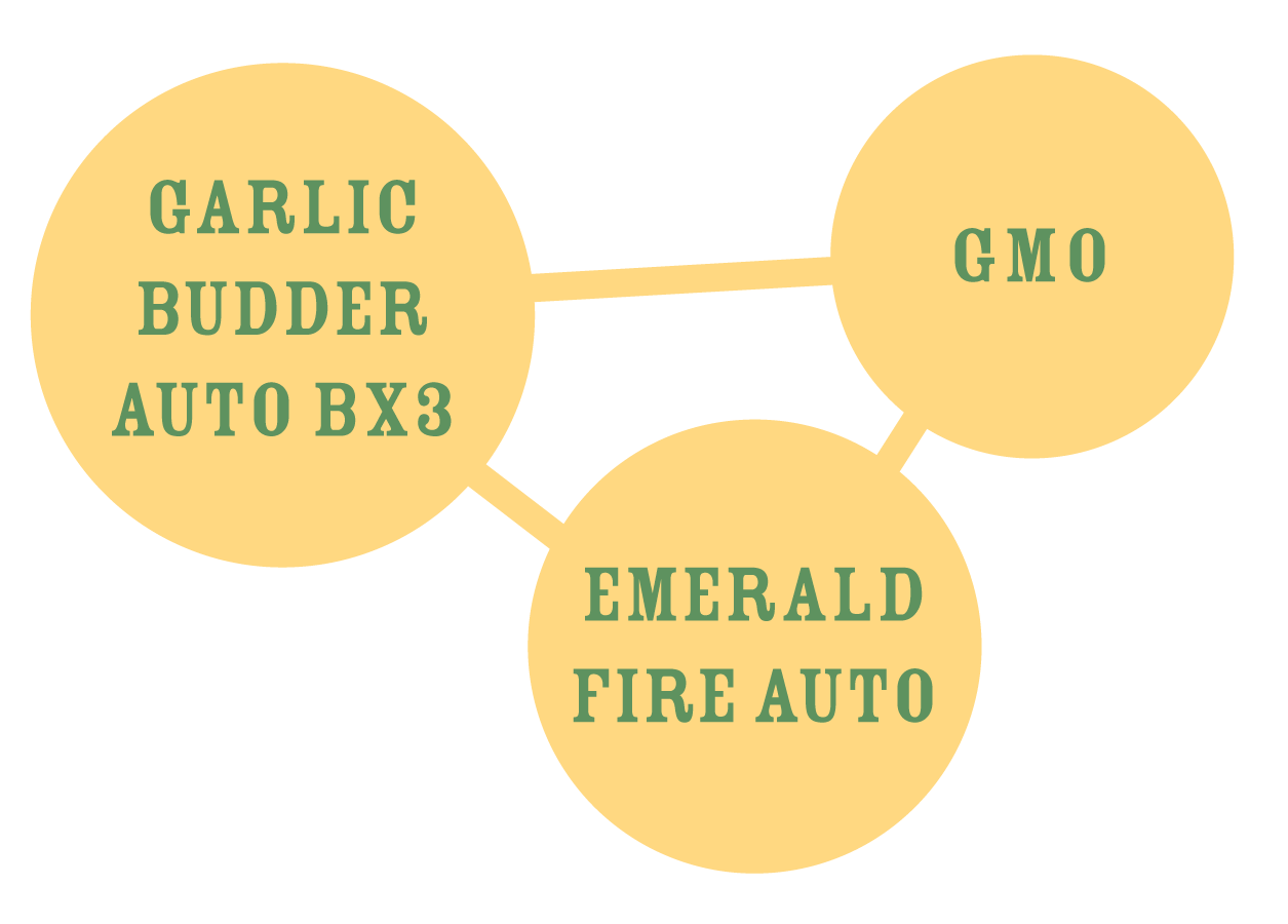 garlic budder genetic lineage graphic