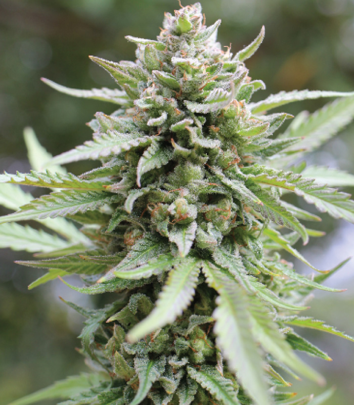Lemongrass Autoflower Seeds
