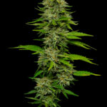Bob Marley One Love Sativa