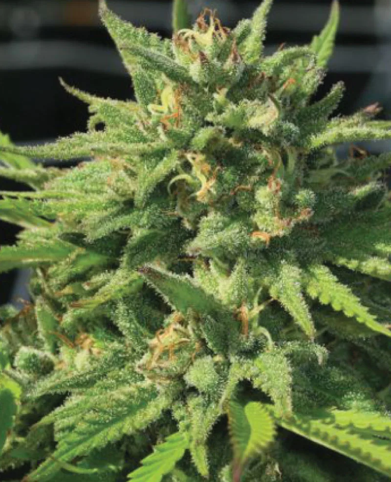 Bigfoot Glue semillas de cannabis feminizadas – primer plano de un cogollo