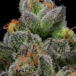 Sementes Feminizadas California Cream