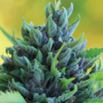 Sementes Humboldt Dream