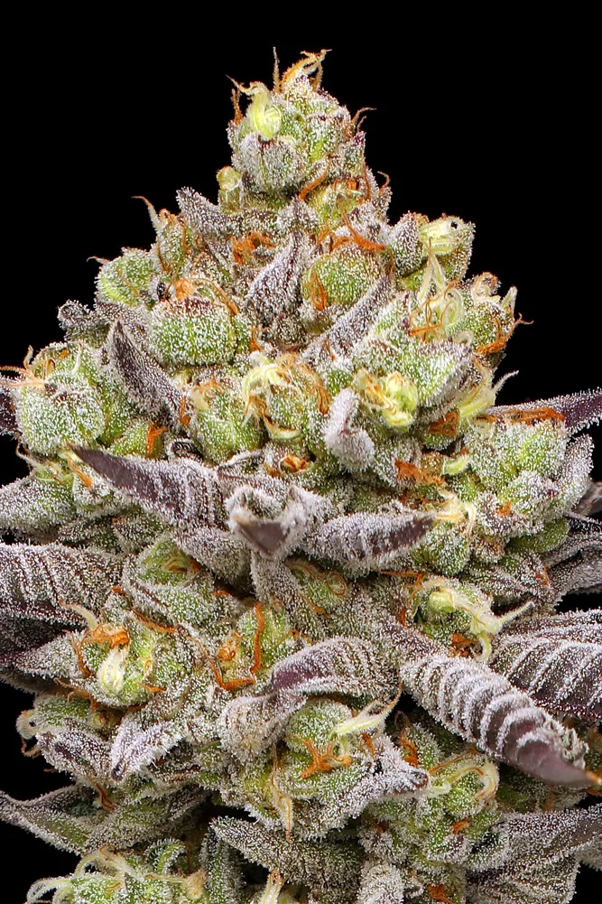 Hyper Za feminized cannabis seeds – bud close-up
