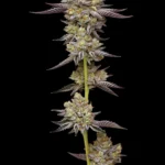 Hyper Za Feminized Seeds