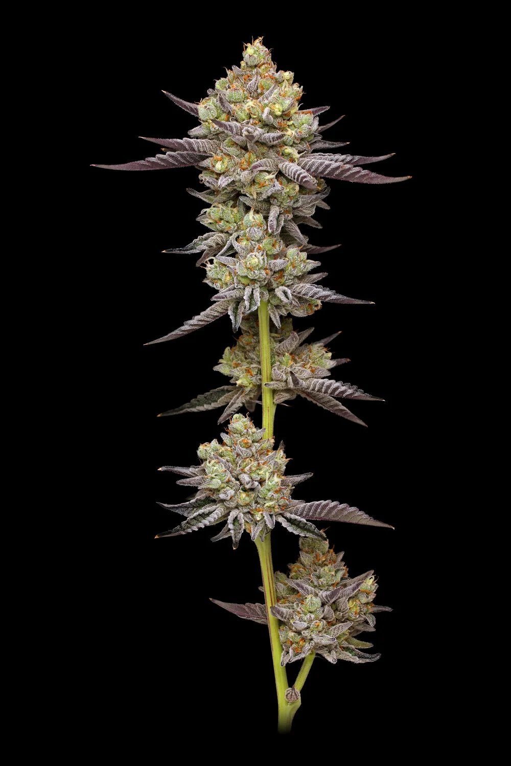 Hyper Za feminized cannabis seeds – flowering plant