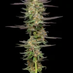Autoflower Mint Jelly