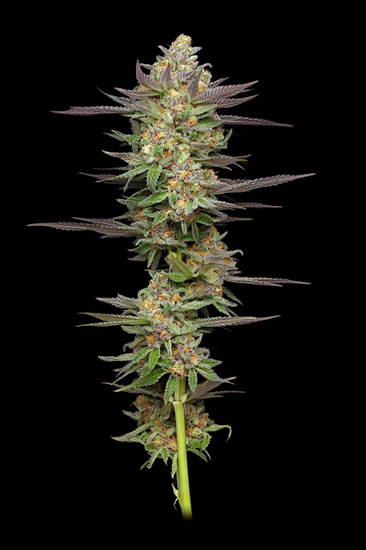 Mint Jelly autoflower semillas de cannabis – planta con flores