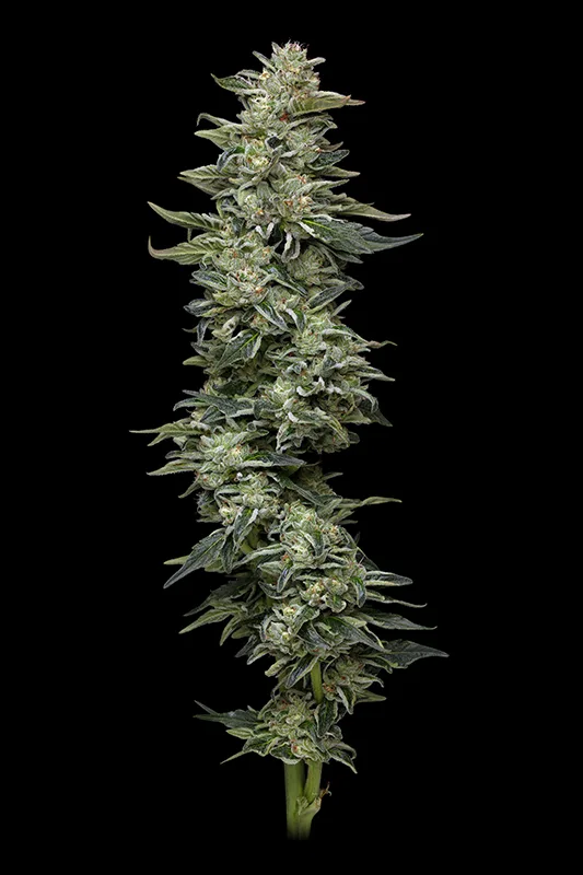 Nutter Budder feminized cannabis seeds – flowering plant