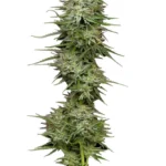 Pound Town Autoflower Seeds